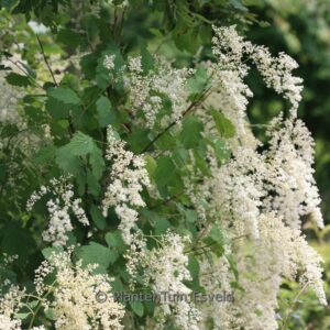 Holodiscus discolor