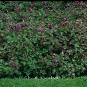 Lamium maculatum 'Chequers'