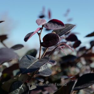 Loropetalum chinense 'Chang Nian Hong' (EVER RED)