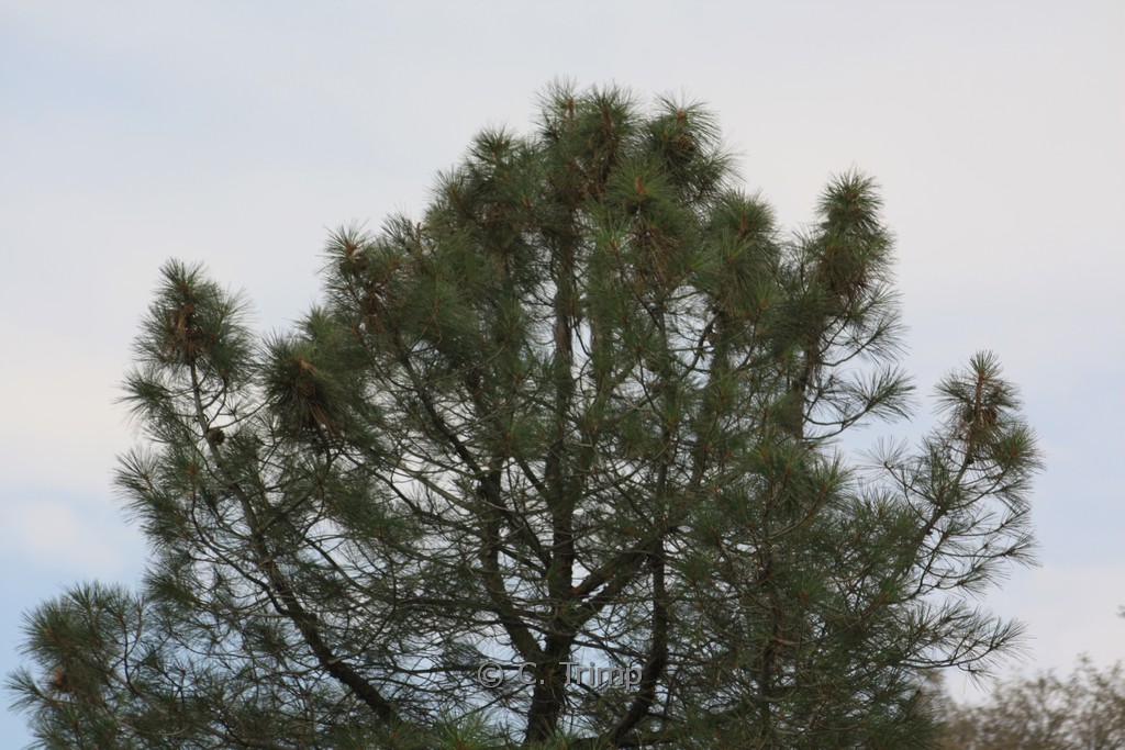 Pinus ponderosa