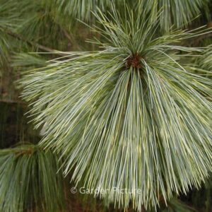 Pinus wallichiana 'Zebrina'