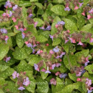Pulmonaria officinalis