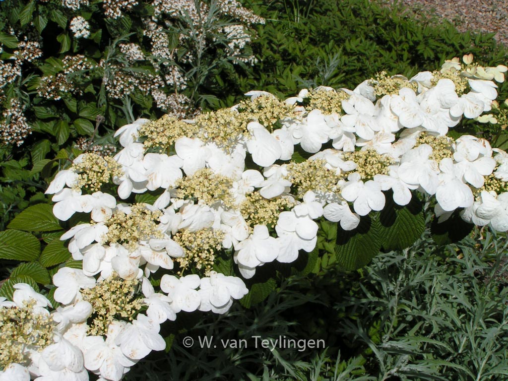 Viburnum plicatum 'Cascade' – Bild 2