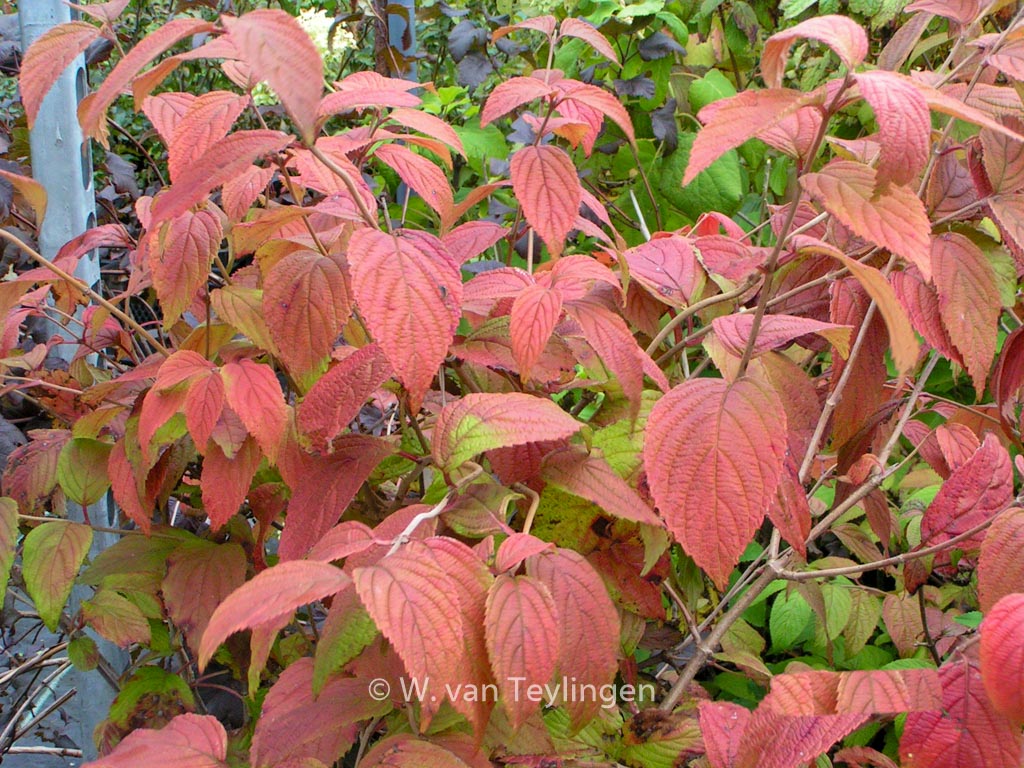 Viburnum plicatum 'Cascade' – Bild 3