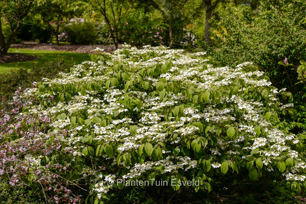 Viburnum plicatum 'Cascade' – Bild 4