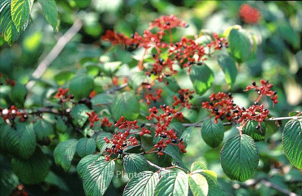 Viburnum plicatum 'Cascade' – Bild 5