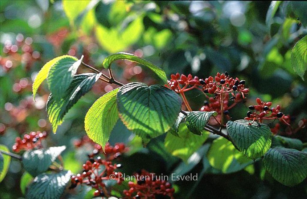 Viburnum plicatum 'Cascade' – Bild 6