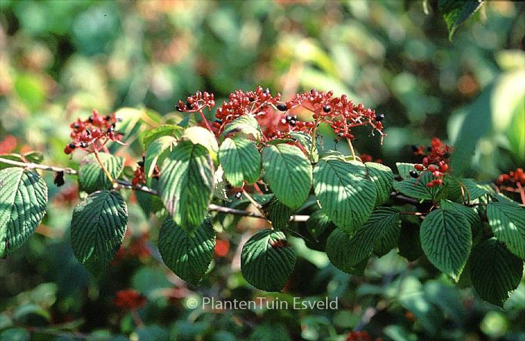 Viburnum plicatum 'Cascade' – Bild 7
