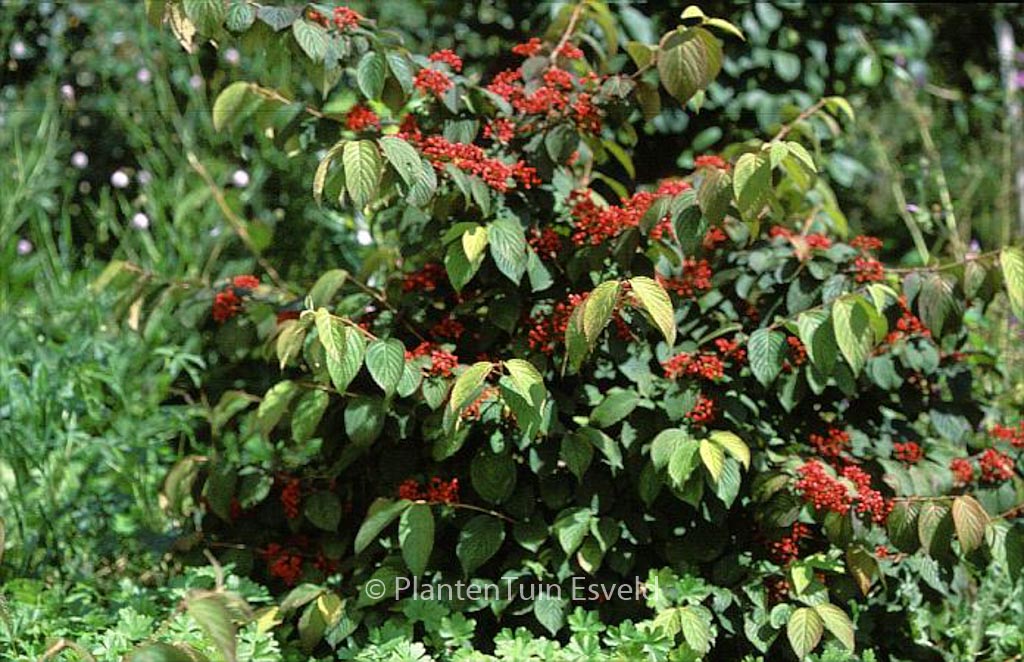 Viburnum plicatum 'Cascade' – Bild 8