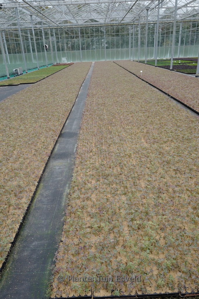 Acer palmatum 'Butterfly' – Bild 3