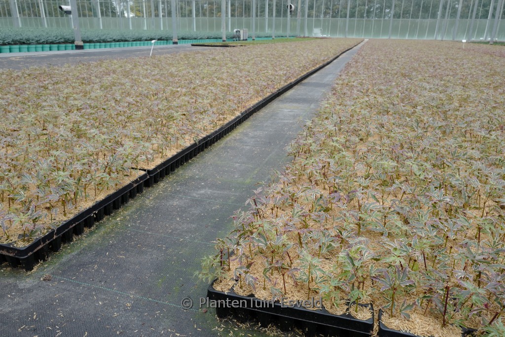 Acer palmatum 'Butterfly' – Bild 4