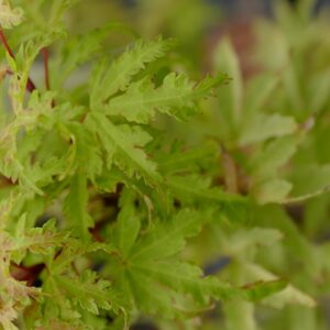 Acer palmatum 'Golden Treasure'