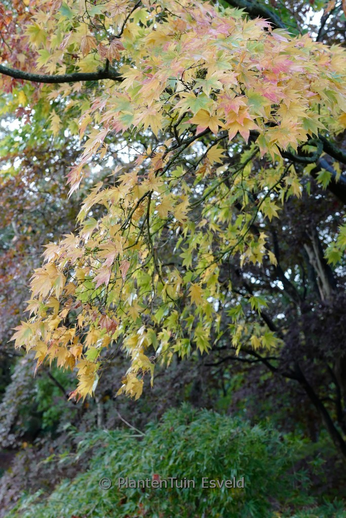 Acer palmatum 'Heptalobum' – Bild 6