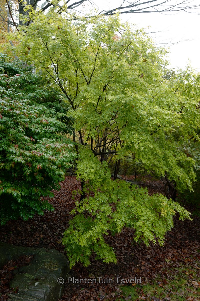 Acer palmatum 'Japanese Sunrise' – Bild 4