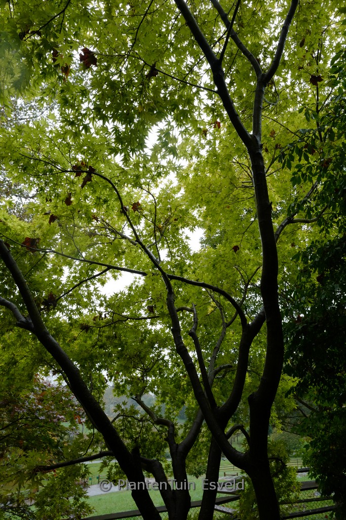 Acer palmatum 'Japanese Sunrise' – Bild 5