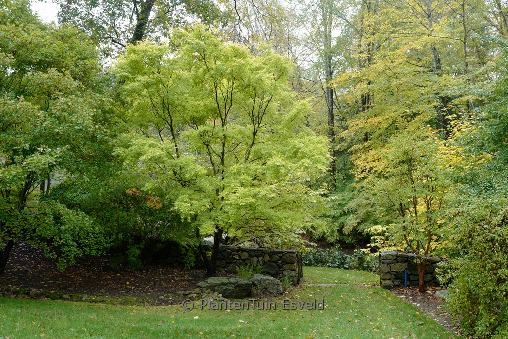 Acer palmatum 'Japanese Sunrise' – Bild 6