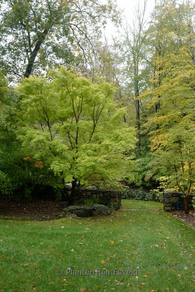 Acer palmatum 'Japanese Sunrise' – Bild 7