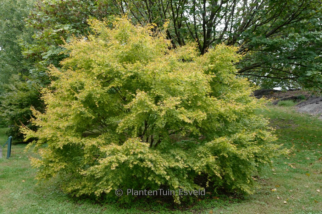 Acer palmatum 'Japanese Sunrise' – Bild 8