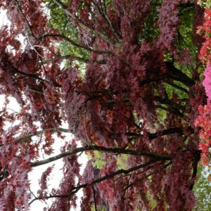 Acer palmatum 'Oshio-beni'