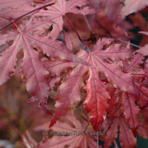 Acer palmatum 'Purple Ghost'