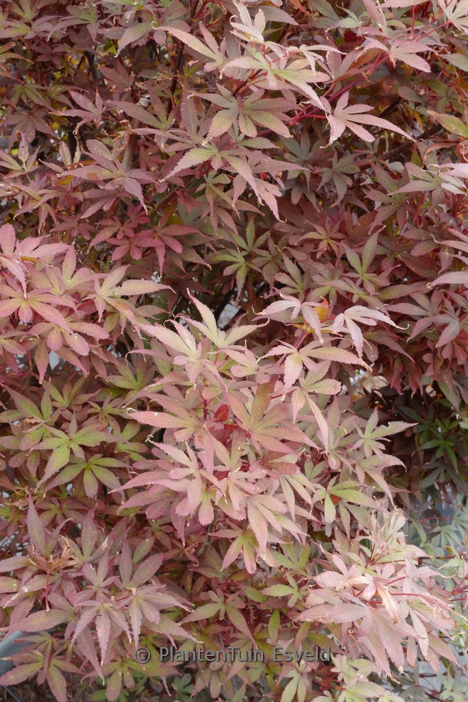 Acer palmatum 'Skeeter's Broom' – Bild 2