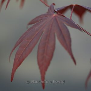 Acer palmatum 'Stanley's Unknown'