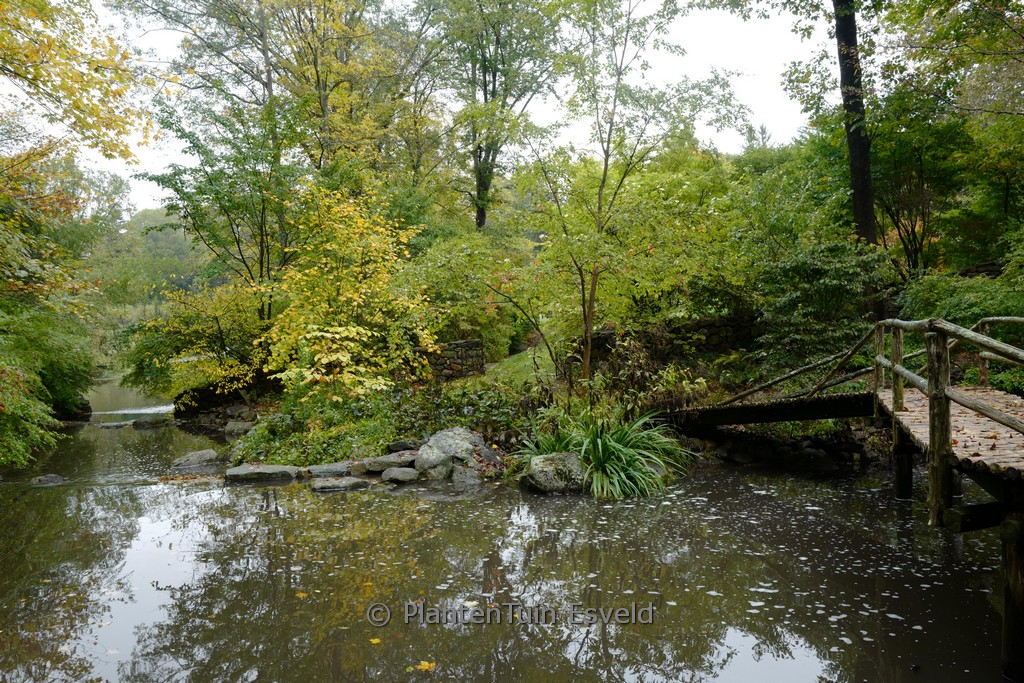 Acer pensylvanicum – Bild 2