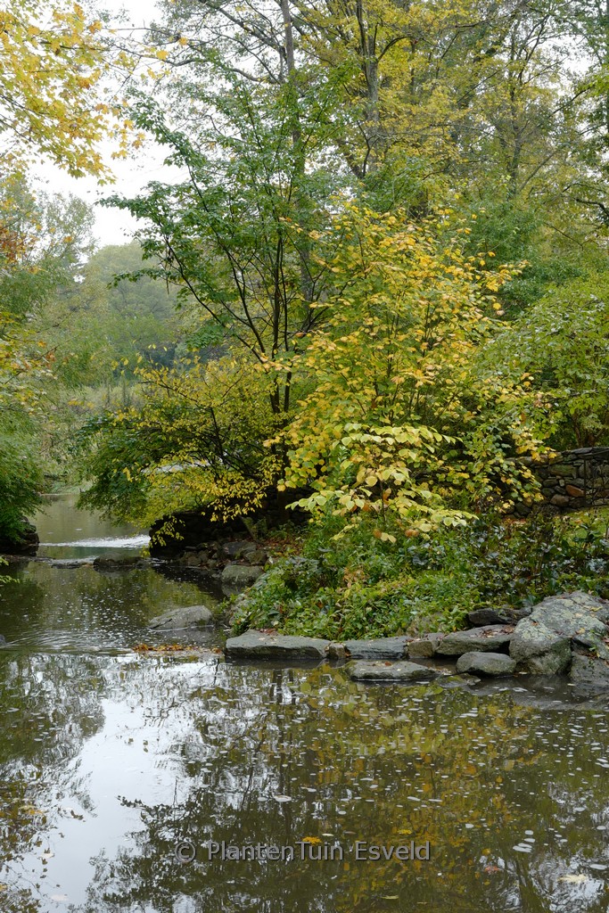 Acer pensylvanicum – Bild 3