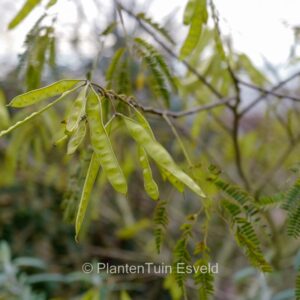 Albizia julibrissin 'Shidare'