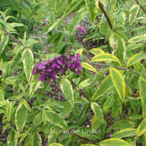 Buddleja davidii 'Santana'
