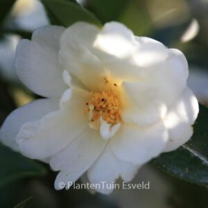 Camellia 'Elaine Lee'