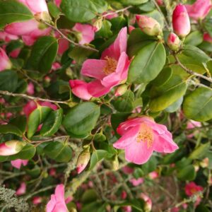 Camellia 'Koto no Kaori'