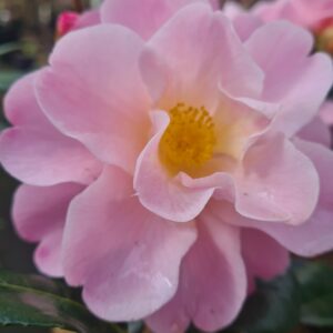 Camellia 'Nicky Crisp'