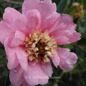 Camellia 'Sugar Dream'