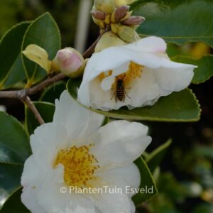 Camellia 'Winter's Hope'