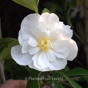Camellia 'Winter's Waterlily'