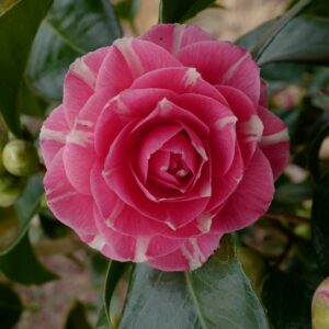 Camellia japonica 'April Rose'