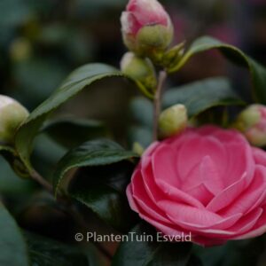 Camellia japonica 'Betty Sette'