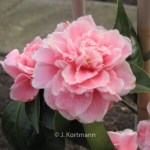 Camellia japonica 'Dorothy James'