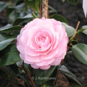 Camellia japonica 'Happy Holidays'