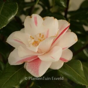 Camellia japonica 'Lady Vansittart'