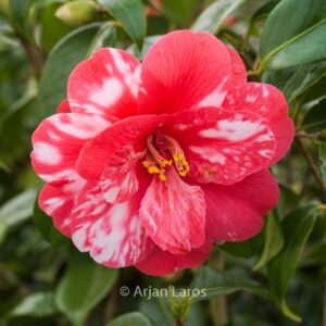 Camellia japonica 'Masayoshi'