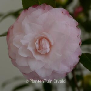 Camellia japonica 'Nuccio's Pearl'