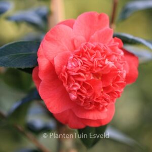 Camellia japonica 'Red Fellow'