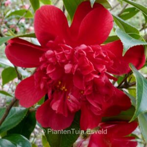 Camellia japonica 'Volcano'