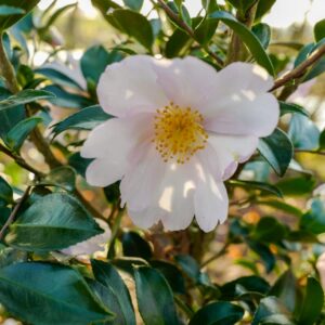 Camellia sasanqua 'Papaver'