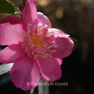 Camellia sasanqua 'Paradise Belinda'