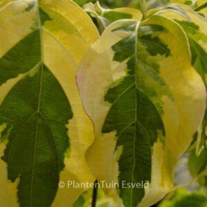 Cornus 'Celestial Shadow'