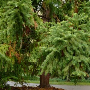 Cunninghamia konishii