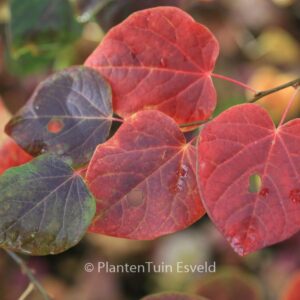 Disanthus cercidifolius